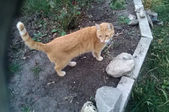 Пропала кошка на Пригородной улице, Белгород