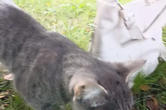 Найден серый котик на Комсомольском проспекте, Кемерово