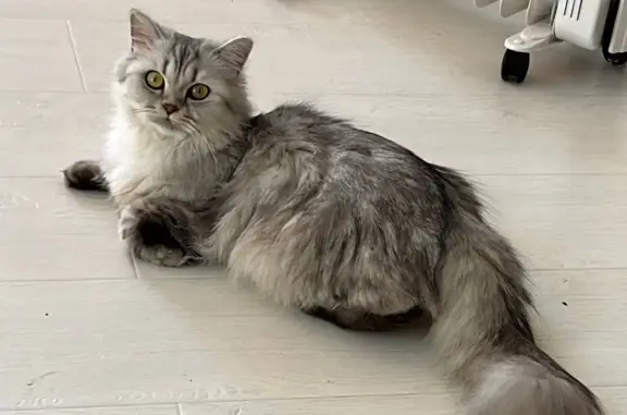 Потерянные животные Санкт-Петербург, фото: Пропала кошка: Киришская ул., 5, СПб
