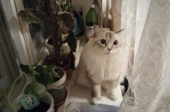 Пропала кошка в Ленобласти, похожа на Невскую маскарадную