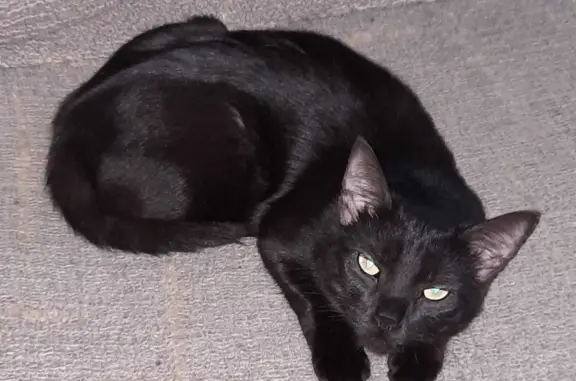 Пропала кошка: Кот, чёрный, короткошерстный, пр. Маяковского, 9