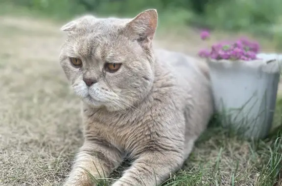 Пропала кошка 13 лет, британец, Новосибирск