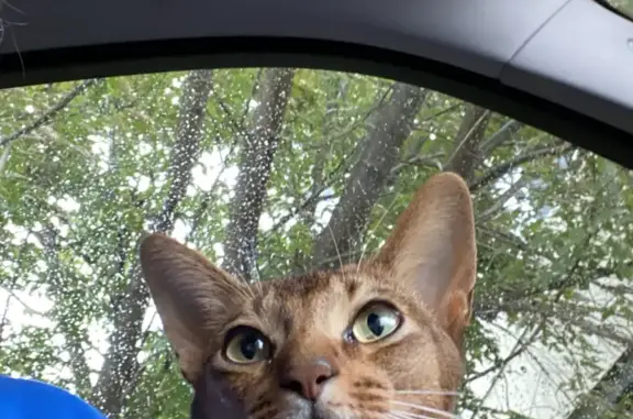 Найдена Абиссинская кошка на Колхозной улице