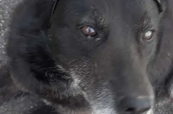 Пропала чёрная хромающая собака: Транспортная улица, 61