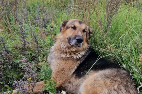 Найден пес, район Благодатово, нужны старые хозяева