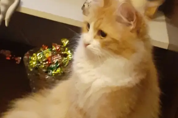 Кошки потеряшки, Санкт-Петербург, фото: Потеряшка кошка в Санкт-Петербурге, ул. Маршала Казакова, 5 к1