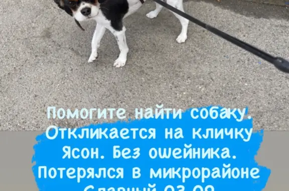 Пропала собака Черно-белый мальчик, Иркутск