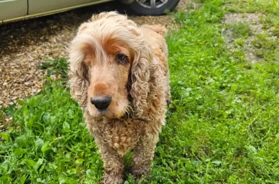 Найдена собака на А-107 в Московской области