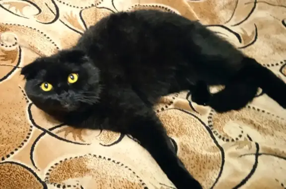 Пропала кошка: чёрный кот, ул. Токарева, Тула
