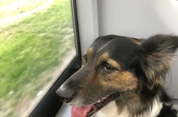 Собаки потеряшки, Москва, фото: Потеряшка собака Мальчик, 6 лет. Окрас черно-белый с пятнами. Улица Академика Королёва, Москва.