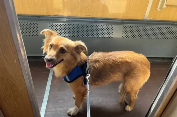 Собаки потеряшки, Санкт-Петербург, фото: Потеряшка рыжая собака Ли́са, Гжатская ул., 9, СПб