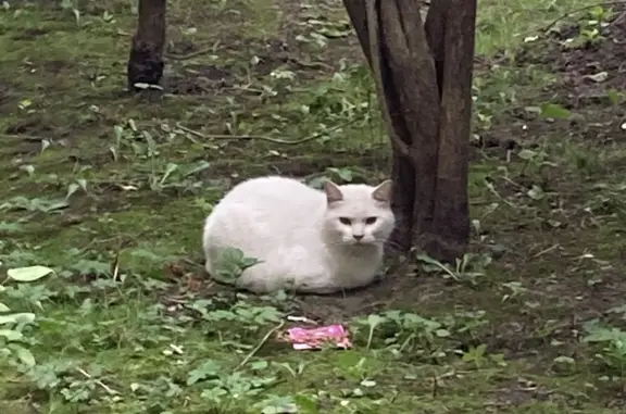 Кот найден на ул. Верности, 11, СПб