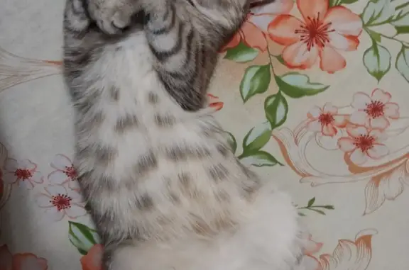 Пропала кошка Кот Митя в Ханты-Мансийске