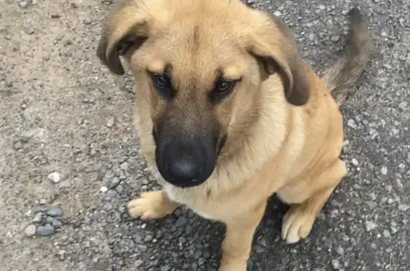 Найдена собака на Чернышевского, ищем дом или передержку
