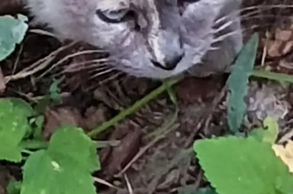 Найдена кошка в деревне Глазуны, Москва