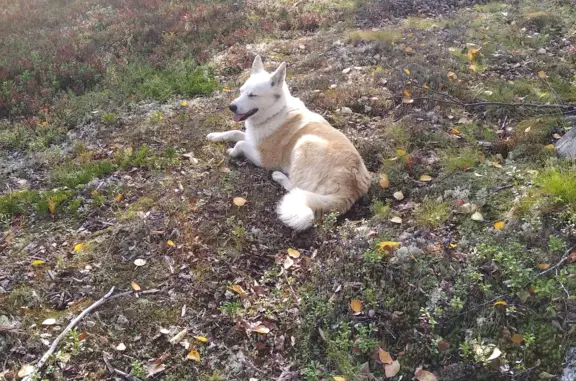 Собака Лайка найдена в лесу на Риж-губе, Санкт-Петербург