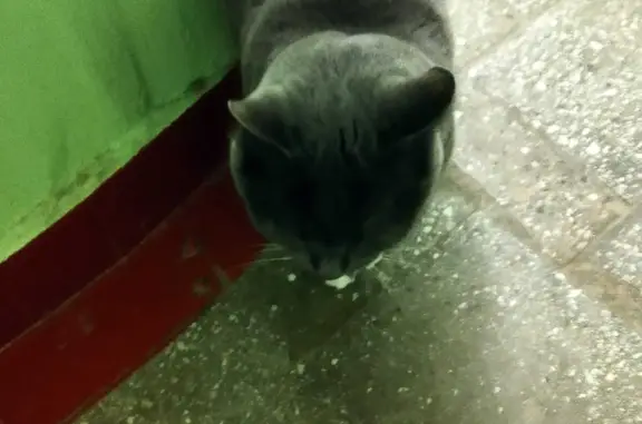 Кошка-британец на Пушкинской, 17, Королёв