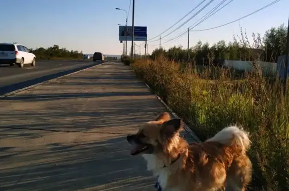 Пропала собака в микрорайоне Тускул, Якутск