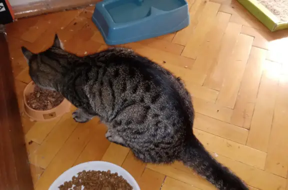 Найдена кошка, Москва, фото: Найден кот: Петровско-Разумовский пр-д, 24к19, Москва