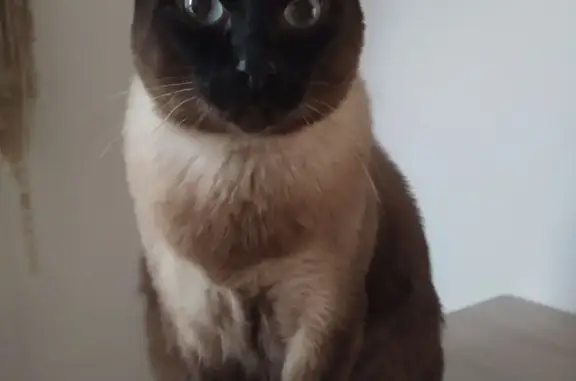 Кошки потеряшки, Санкт-Петербург, фото: Потеряшка кошка Мальчик, тайской породы, Оборонная ул. 20/18, СПб