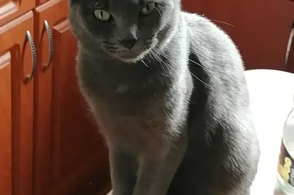 Пропала кошка Кот, серый пепельный окрас, Мурманск
