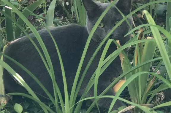 Кошка во дворе дома, Набережные Челны