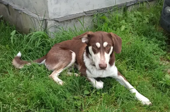 Найдена собака Кобель с ошейником, Московская область