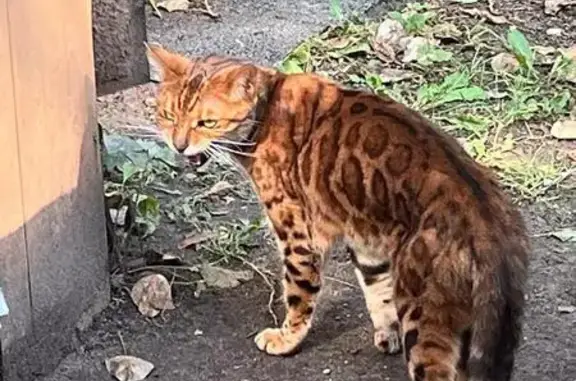 Найдена Бенгальская кошка, ул. Гарибальди, 24, Москва