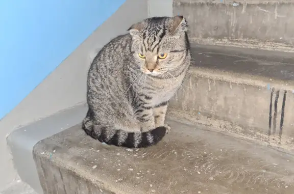 Кошка Кот: ухоженный шотландец, ищет дом на Подольской улице, 17, Москва