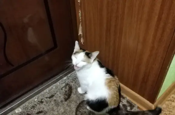 Пропала 3-х цветная кошка в СНТ Шинник-2, Омская область