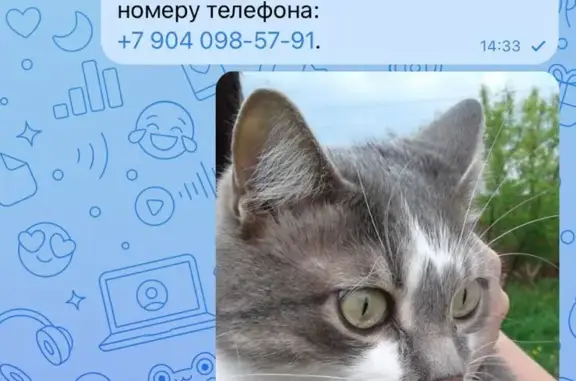 Пропала кошка Кот, серо-белый окрас, Весёлая ул., Городище