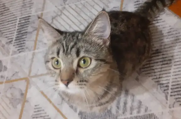 Кошки потеряшки, Москва, фото: Потеряшка кошка на Нахимовском проспекте, Москва