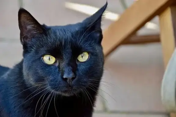 Пропала кошка, Кот, чёрный, глаза жёлтые, 1 год. Карьерная ул., 10.