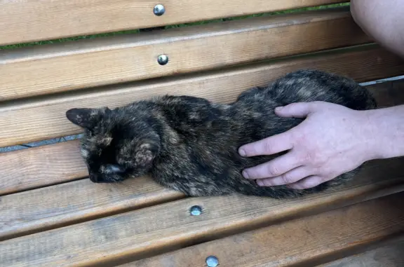 Найдена кошка, Москва, фото: Кот найден на Волоколамском шоссе, Москва