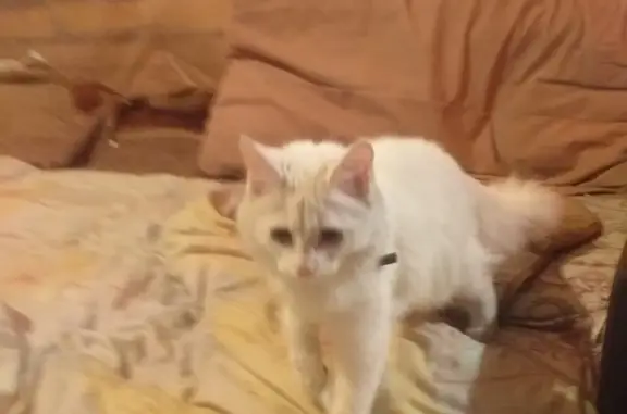 Кошка с ошейником найдена в Кургане