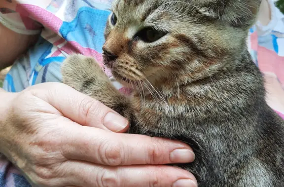 Найдена кошка в районе Госпитальной 14, Псков