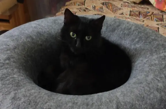 Пропала черная кошка в Ижевске, район 