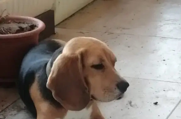 Потерянные животные Бурковский, фото: Пропала собака в Бурковском, Волгоградская обл.