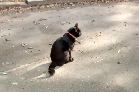 Найдена молодая кошка с ошейником на Никитинской улице
