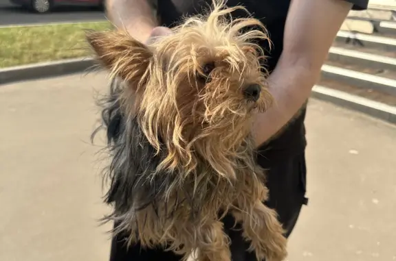 Найдена собака в Москве, ул. Ген. Кузнецова, Жулебино