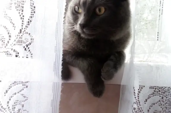Потерянные животные Санкт-Петербург, фото: Пропал кот Лаки, Дунайский проспект 53, СПб