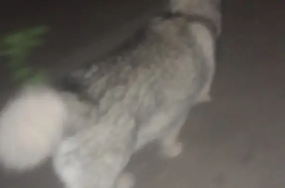 Собака Хаски или лайка найдена на Бастионной улице, 1А, Тамбов