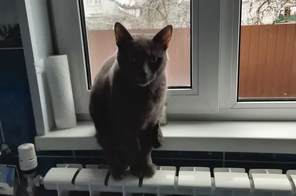 Пропала серая кошка в Тосненском городском поселении
