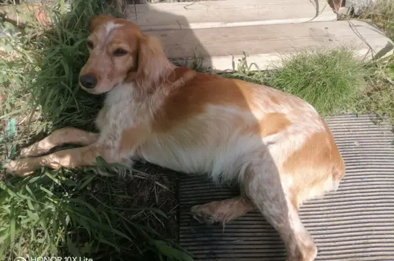 Найдена рыжая собака в Веригино — Головино