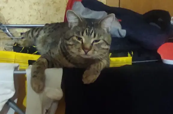 Кошки потеряшки, Санкт-Петербург, фото: Потеряшка кошка 