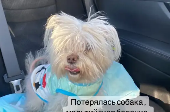 Пропала собака: Мальтийская болонка, 14 лет, Степная ул. 52А, Иркутск
