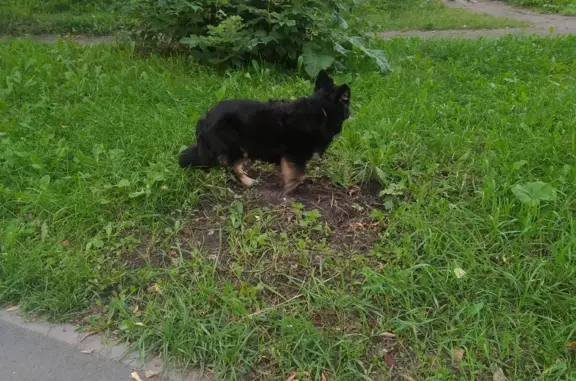 Найдена собака на Ленинградском проспекте, Кемерово