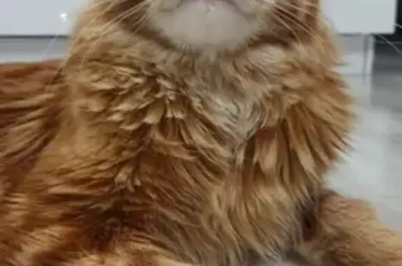 Кошки потеряшки, Новосибирск, фото: Потеряшка кошка Кот Мэйн кун, ул. Пархоменко, 104, Новосибирск