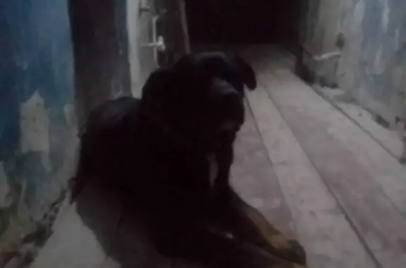 Найдена собака на ул. Прохорова, 24, Йошкар-Ола