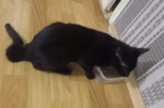 Найдена кошка, черный окрас, 4-5 мес, пр-т Победителей, Минск